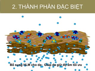 Bổ sung HLM cho da- Giúp da giữ độ ẩm tối ưu
2. THÀNH PHẦN ĐẶC BIỆT
 