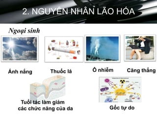 2. NGUYÊN NHÂN LÃO HÓA
Ánh nắng Thuốc lá Ô nhiễm Căng thẳng
Gốc tự do
Tuổi tác làm giảm
các chức năng của da
Ngoại sinh
 