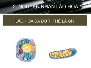 LÃO HÓA DA DO TI THỂ LÀ GÌ?
2. NGUYÊN NHÂN LÃO HÓA
 