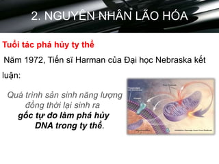 2. NGUYÊN NHÂN LÃO HÓA
Tuổi tác phá hủy ty thể
Năm 1972, Tiến sĩ Harman của Đại học Nebraska kết
luận:
Quá trình sản sinh năng lượng
đồng thời lại sinh ra
gốc tự do làm phá hủy
DNA trong ty thể.
 