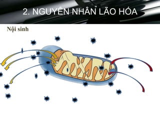 2. NGUYÊN NHÂN LÃO HÓA
Nội sinh
 