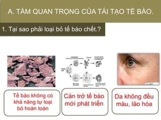 1. Tại sao phải loại bỏ tế bào chết.?
A. TẦM QUAN TRỌNG CỦA TÁI TẠO TẾ BÀO.
Tế bào không có
khả năng tự loại
bỏ hoàn toàn
Cản trở tế bào
mới phát triển
Da không đều
màu, lão hóa
 
