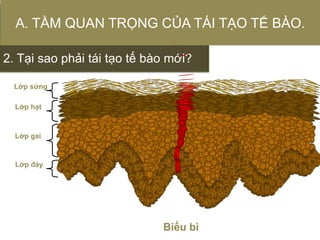 2. Tại sao phải tái tạo tế bào mới?
Lớp hạt
Lớp sừng
Lớp gai
Lớp đáy
Biểu bì
A. TẦM QUAN TRỌNG CỦA TÁI TẠO TẾ BÀO.
 