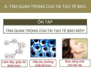 ÔN TẬP
TẦM QUAN TRỌNG CỦA TÁI TẠO TẾ BÀO MỚI?
A. TẦM QUAN TRỌNG CỦA TÁI TẠO TẾ BÀO.
Làm dày, giúp da
khỏe hơn
Hấp thu dưỡng
chất tốt hơn
Sức sống mới
cho làn da
 