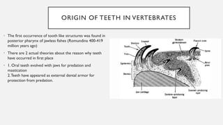 Evolution of teeth in vertebrates | PPTX