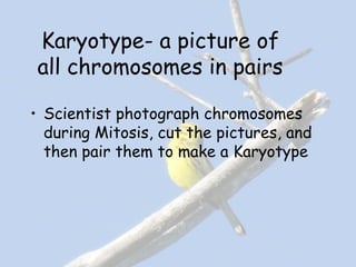 Karyotype- a picture of
all chromosomes in pairs
• Scientist photograph chromosomes
during Mitosis, cut the pictures, and
then pair them to make a Karyotype
 