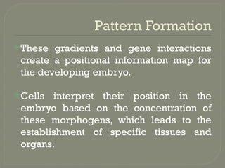 Axes and pattern formation in drosophila.pptx