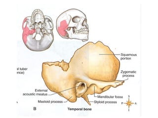 Axial skeleton | PPT