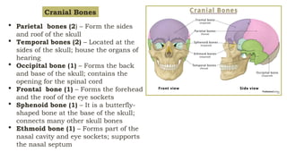 Parietal Forehead AXIAL Of The Skeleton Anatomy and Physiology.pptx
