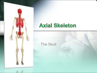 Axial Skeleton,[object Object],TheSkull,[object Object]