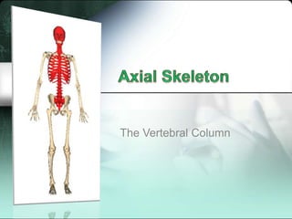 Axial Skeleton The Vertebral Column 