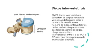 Discos intervertebrais
Os 23 discos intervertebrais
conectam os corpos vertebrais
vizinhos. A defasagem entre o
número de vértebras e o
número de discos intervertebrais
deriva do fato de que os ossos
das regiões sacral e coccígea
não possuem disco
intervertebral entre si e que C1 e
C2 são conectadas por meio de
articulações sinoviais.
 