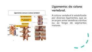 Ligamentos da coluna
vertebral.
A coluna vertebral é estabilizada
por diversos ligamentos, que se
arranjam entre vértebras vizinhas
ou ao longo de segmentos
maiores.
 