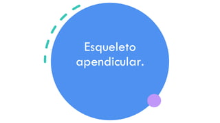 Esqueleto
apendicular.
 