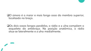 ❑O úmero é o maior e mais longo osso do membro superior,
localizado no braço.
❑Os dois ossos longos paralelos, o rádio e a ulna compõem o
esqueleto do antebraço. Na posição anatômica, o rádio
situa-se lateralmente e a ulna medialmente.
 
