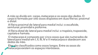 A mão se divide em: carpo,metacarpo e os ossos dos dedos. O
carpo é formado por oito ossos dispostos em duas fileiras: proximal
e distal.
A fileira proximal de lateralpara medial inclui: o escafoide,
semilunar,piramidal e pisiforme.
A fileira distal de lateralpara medial inclui: o trapézio,trapezoide,
capitato e hamato.
O metacarpo é composto por cinco ossos que são numerados de
lateralpara medial em I, II, III, IV e V metacarpos e obedecem aos
dedos da mão.
Eles são classificados como ossos longos. Entre os ossos do
metacarpo existem os espaços interósseos.
 