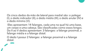 Os cinco dedos da mão de lateral para medial são: o polegar
(I), o dedo indicador (II), o dedo médio (III), o dedo anular (IV) e
o dedo mínimo (V).
Eles apresentam 14 falanges, cada uma na qual há uma base,
um corpo e uma cabeça. São classificadas como ossos longos.
Do II ao V dedos apresentam 3 falanges: a falange proximal, a
falange média e a falange distal.
O dedo I possui 2 falanges: a falange proximal e a falange
distal.
 