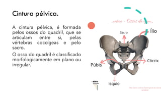 Cintura pélvica.
A cintura pélvica, é formada
pelos ossos do quadril, que se
articulam entre si, pelas
vértebras coccígeas e pelo
sacro.
O osso do quadril é classificado
morfologicamente em plano ou
irregular.
 