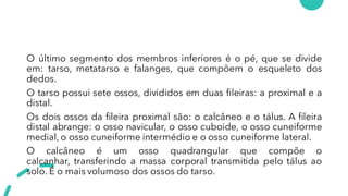 O último segmento dos membros inferiores é o pé, que se divide
em: tarso, metatarso e falanges, que compõem o esqueleto dos
dedos.
O tarso possui sete ossos, divididos em duas fileiras: a proximal e a
distal.
Os dois ossos da fileira proximal são: o calcâneo e o tálus. A fileira
distal abrange: o osso navicular, o osso cuboide, o osso cuneiforme
medial, o osso cuneiforme intermédio e o osso cuneiforme lateral.
O calcâneo é um osso quadrangular que compõe o
calcanhar, transferindo a massa corporal transmitida pelo tálus ao
solo. É o mais volumoso dos ossos do tarso.
 