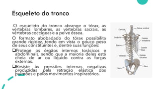 Esqueleto do tronco
O esqueleto do tronco abrange o tórax, as
vértebras lombares, as vértebras sacrais, as
vértebras coccígeas e a pelve óssea.
O formato abobadado do tórax possibilita
grande rigidez, tendo em vista o pouco peso
de seus constituintes e, dentre suas funções:
❑Protege os órgãos internos torácicos e
abdominais, sendo que a maioria deles está
cheia de ar ou líquido contra as forças
externas.
❑Resiste às pressões internas negativas
produzidas pela retração elástica dos
pulmões e pelos movimentos inspiratórios.
 