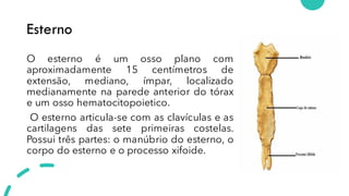 Esterno
O esterno é um osso plano com
aproximadamente 15 centímetros de
extensão, mediano, ímpar, localizado
medianamente na parede anterior do tórax
e um osso hematocitopoietico.
O esterno articula-se com as clavículas e as
cartilagens das sete primeiras costelas.
Possui três partes: o manúbrio do esterno, o
corpo do esterno e o processo xifoide.
 