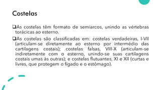 Costelas
❑As costelas têm formato de semiarcos, unindo as vértebras
torácicas ao esterno.
❑As costelas são classificadas em: costelas verdadeiras, I-VII
(articulam-se diretamente ao esterno por intermédio das
cartilagens costais); costelas falsas, VIII-X (articulam-se
indiretamente com o esterno, unindo-se suas cartilagens
costais umas às outras); e costelas flutuantes, XI e XII (curtas e
livres, que protegem o fígado e o estômago).
 