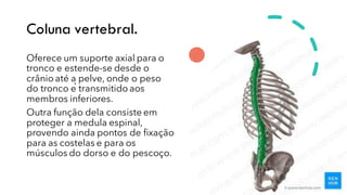 Coluna vertebral.
Oferece um suporte axial para o
tronco e estende-se desde o
crânio até a pelve, onde o peso
do tronco é transmitido aos
membros inferiores.
Outra função dela consiste em
proteger a medula espinal,
provendo ainda pontos de fixação
para as costelas e para os
músculos do dorso e do pescoço.
 