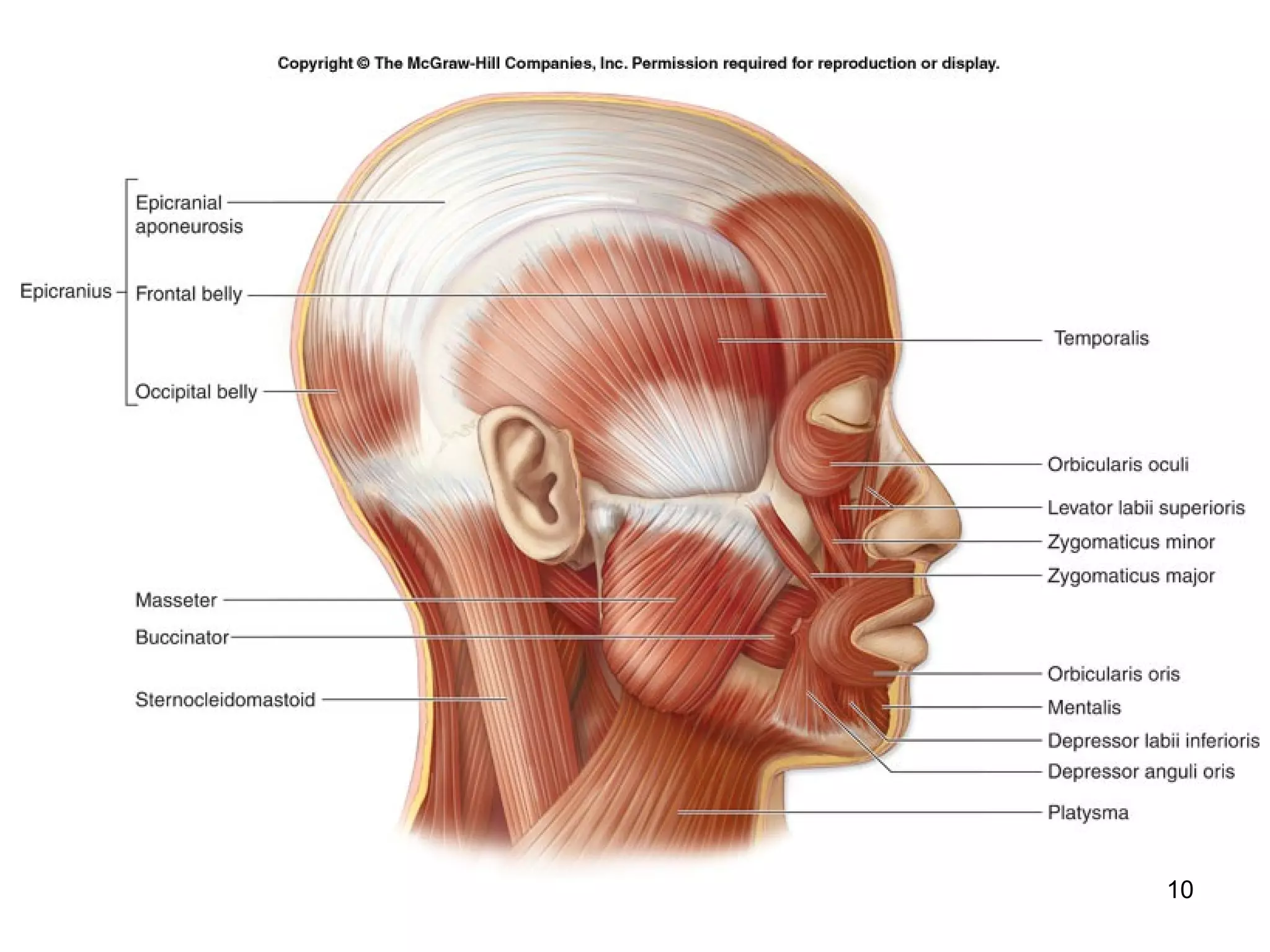 Axial muscles | PPT
