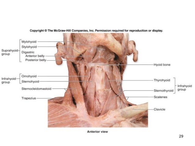 Axial muscles