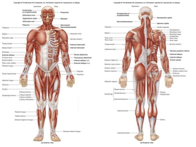 Axial muscles