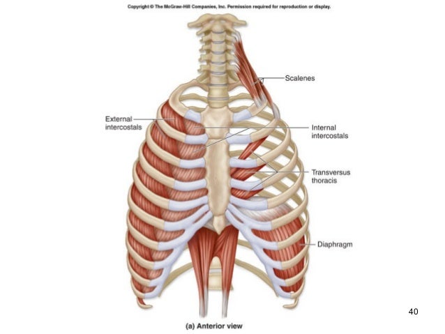 Axial muscles cd dimentions diagram 