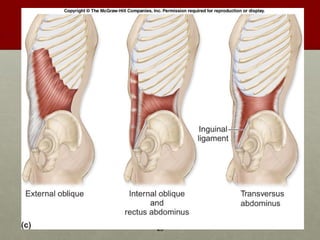 Axial Muscles | PPT
