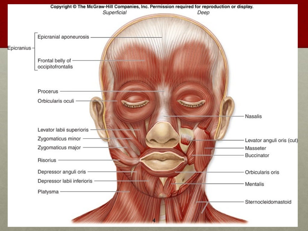 Axial Muscles