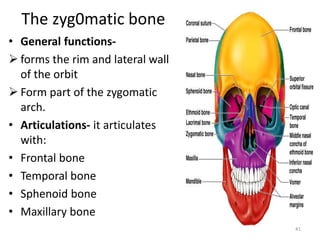 Zygomatic Rim Axial skeletal | PPTX
