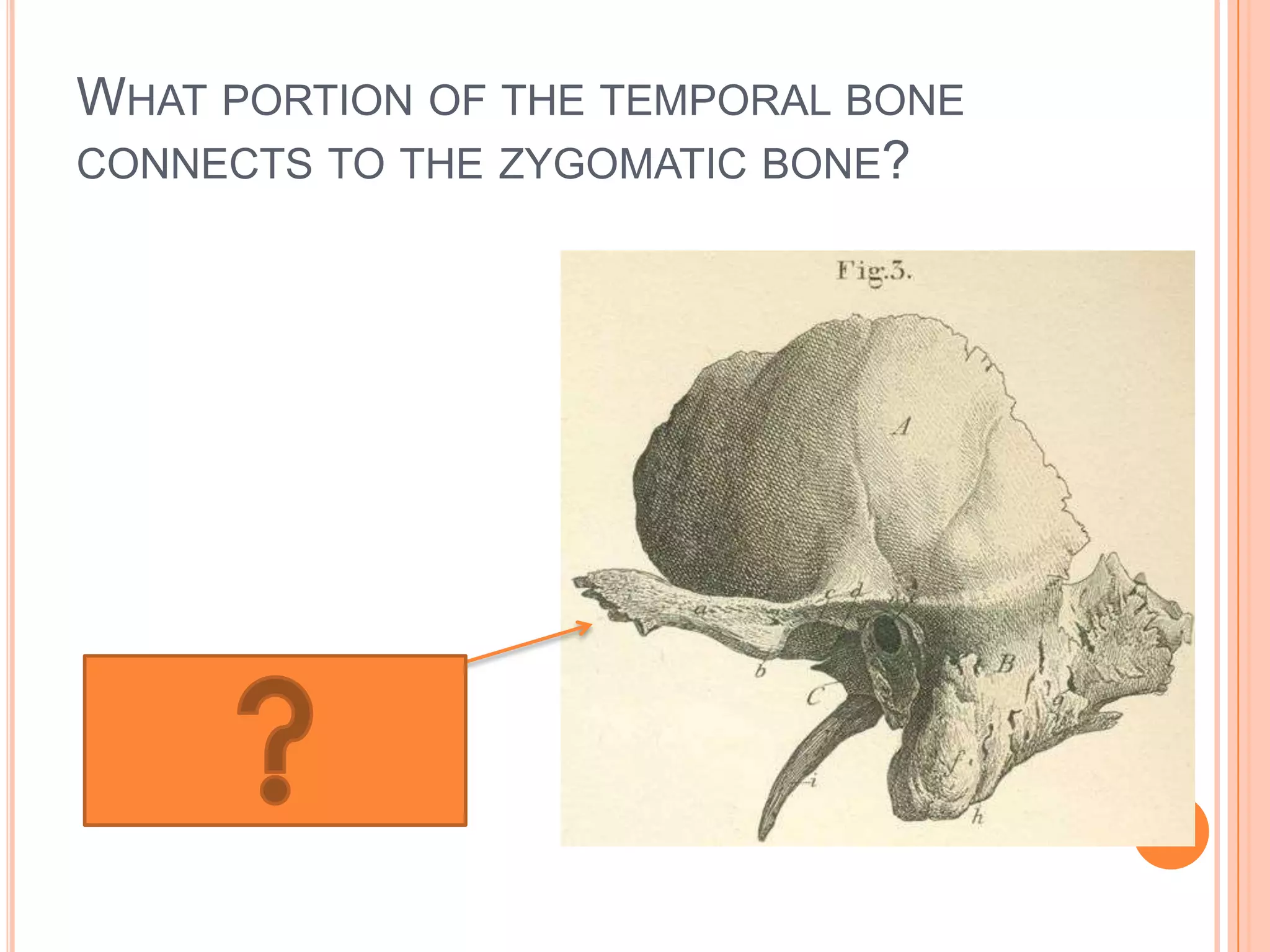 What portion of the temporal bone connects to the zygomatic bone?Zygomatic process