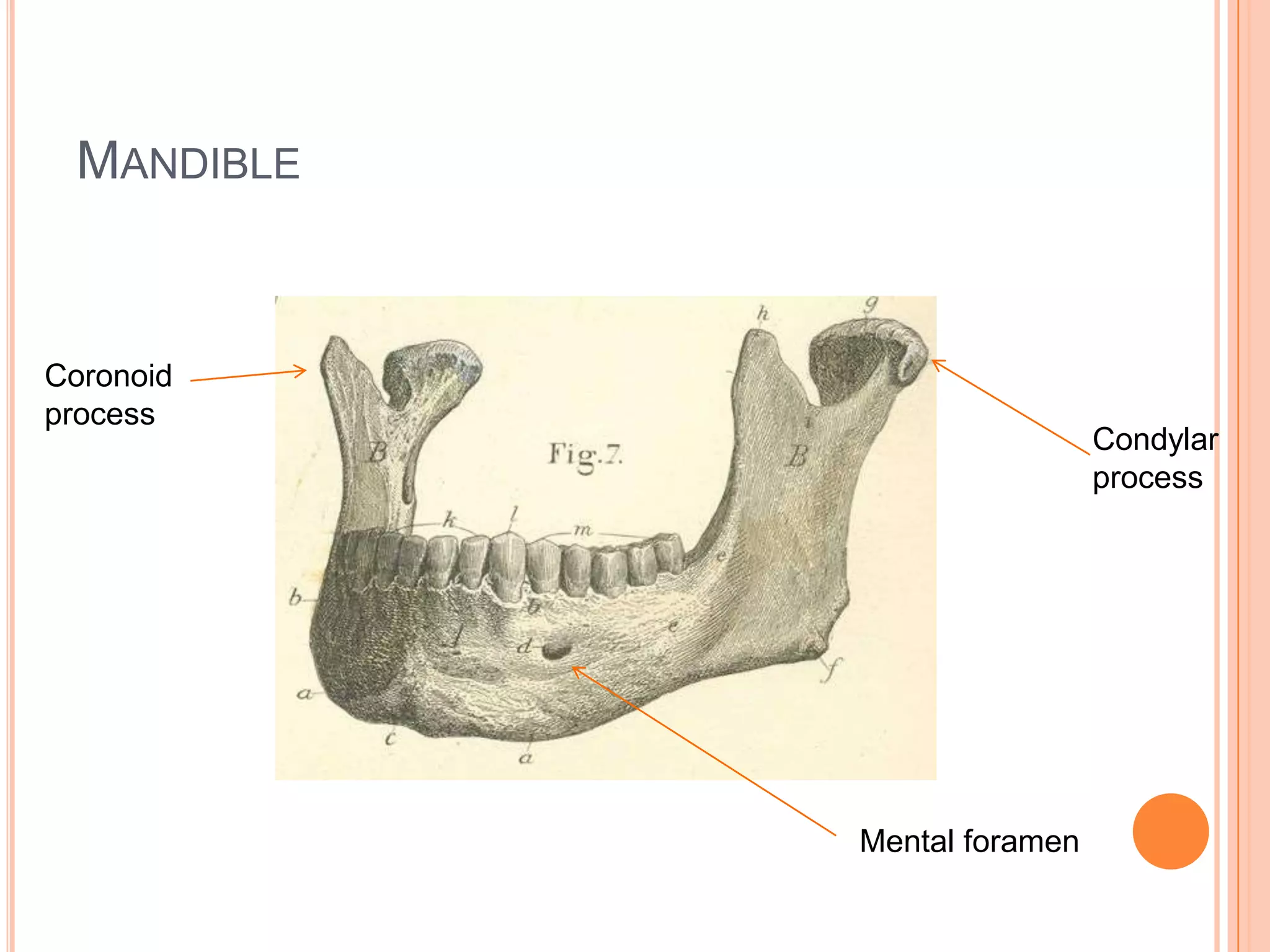 MandibleCoronoid processCondylar processMental foramen