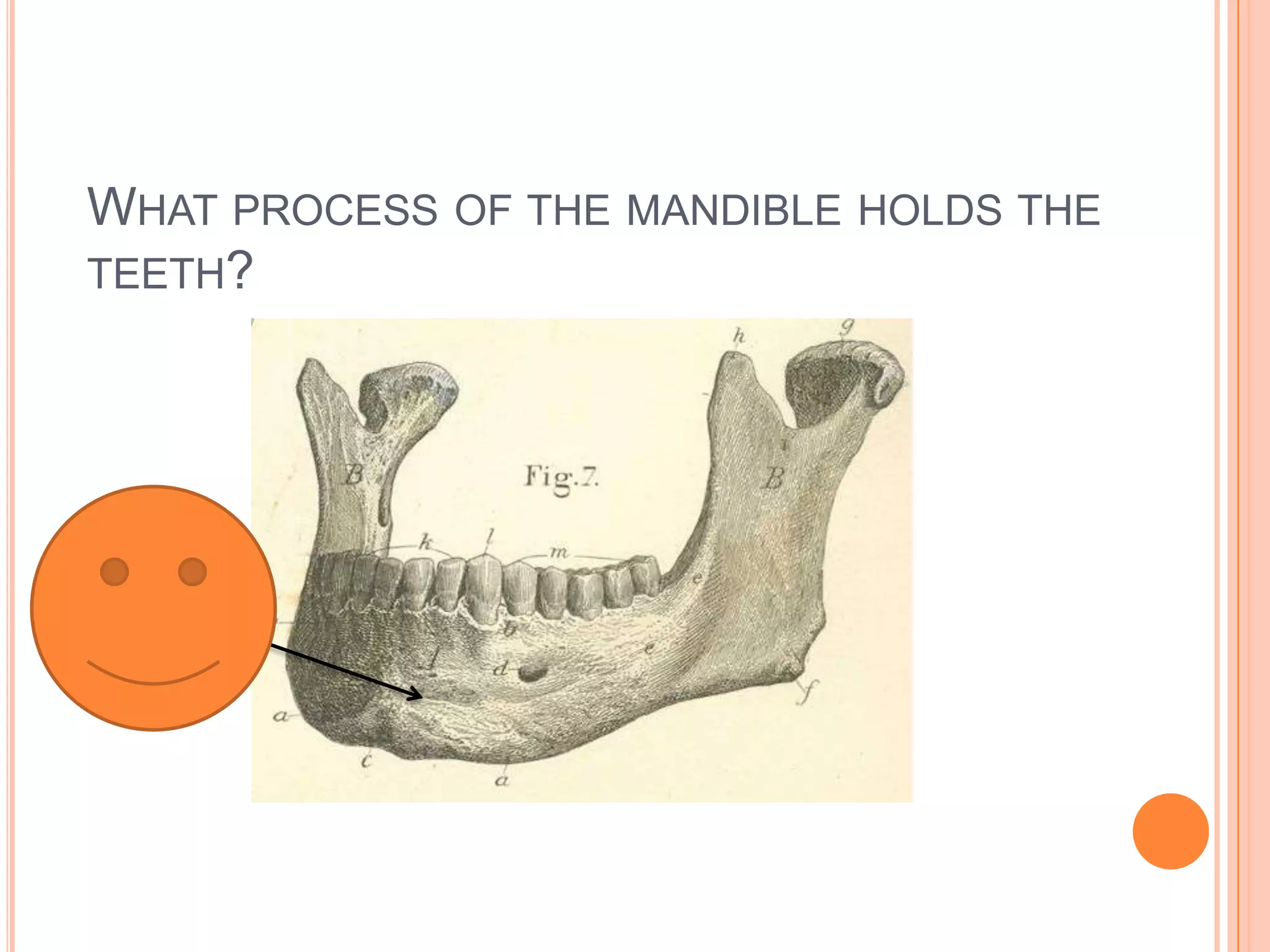 What process of the mandible holds the teeth?Alveolar process