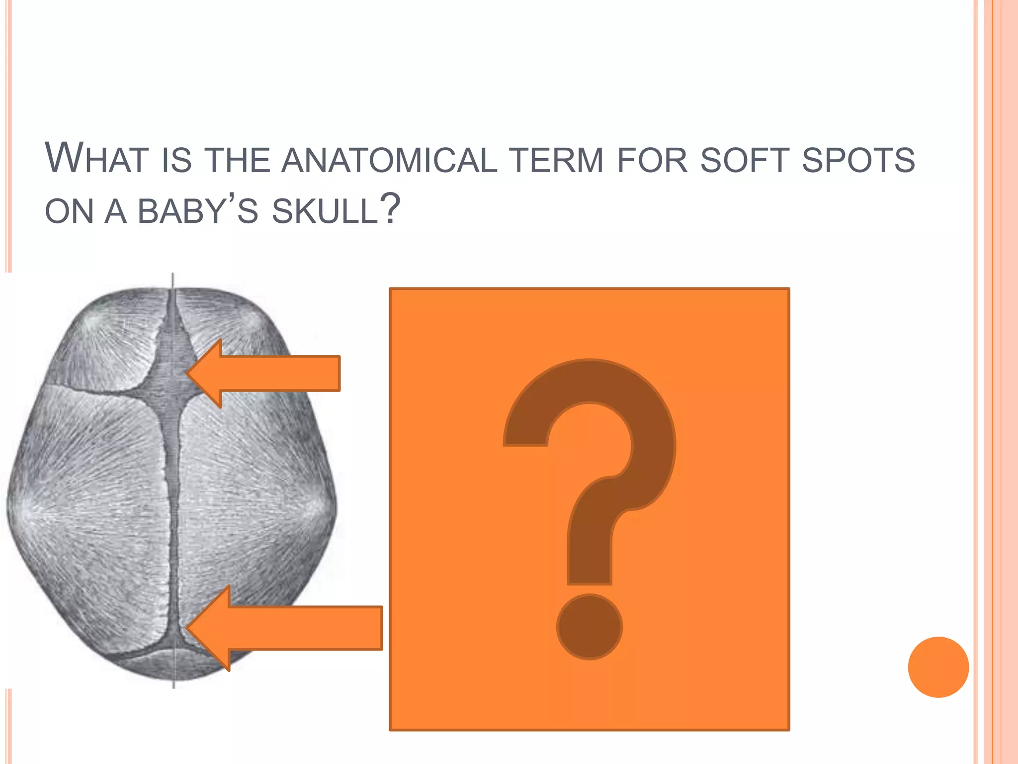 What is the anatomical term for soft spots on a baby’s skull?Frontal fontanelleFontanellesOccipital fontanelle