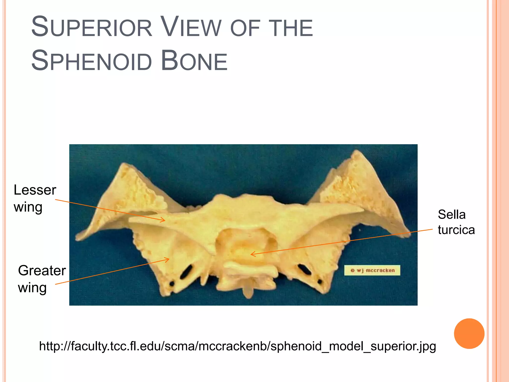 Superior View of the Sphenoid BoneLesser wingSellaturcicaGreater winghttp://faculty.tcc.fl.edu/scma/mccrackenb/sphenoid_model_superior.jpg