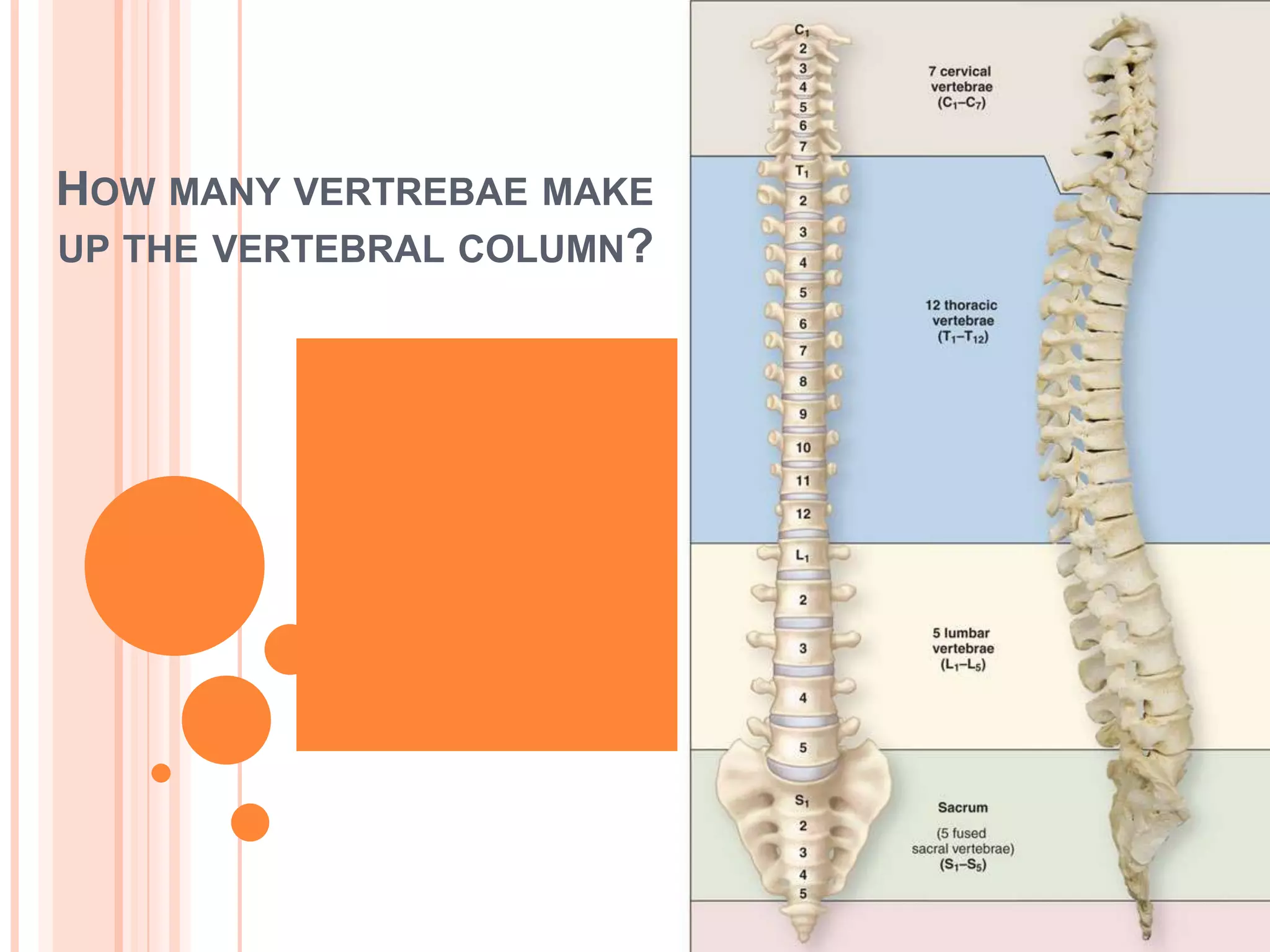 How many vertrebae make up the vertebral column?33Cervical-7Thoracic-12Lumbar-5Sacrum-5 fusedCoccyx-4 fused