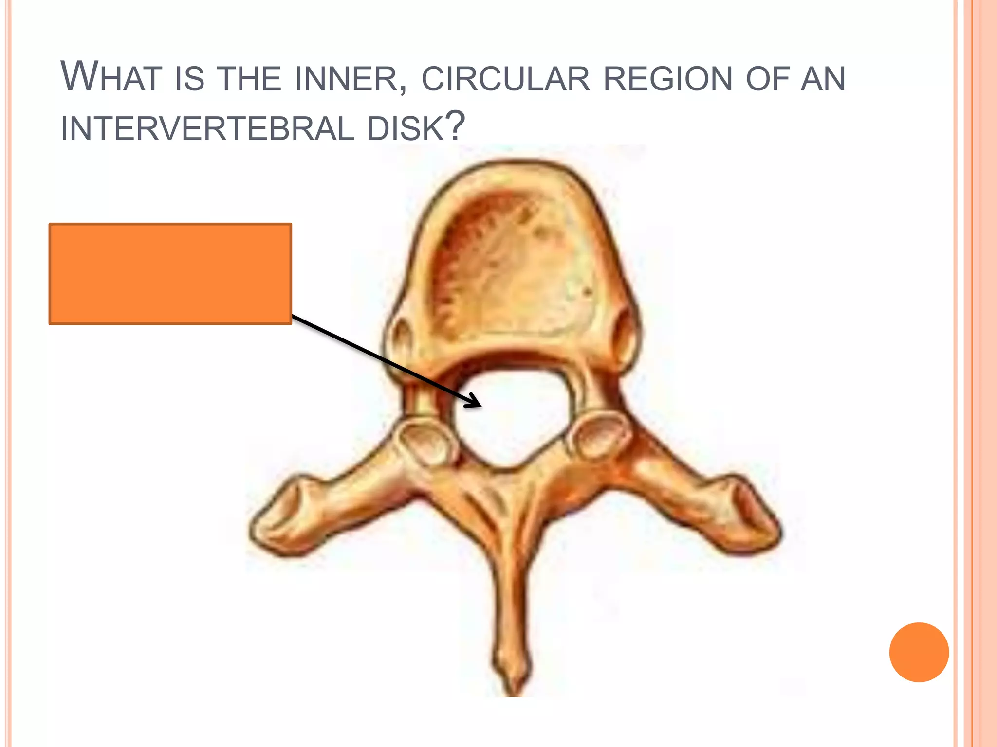 What is the inner, circular region of an intervertebral disk?Intervertebral Foramen