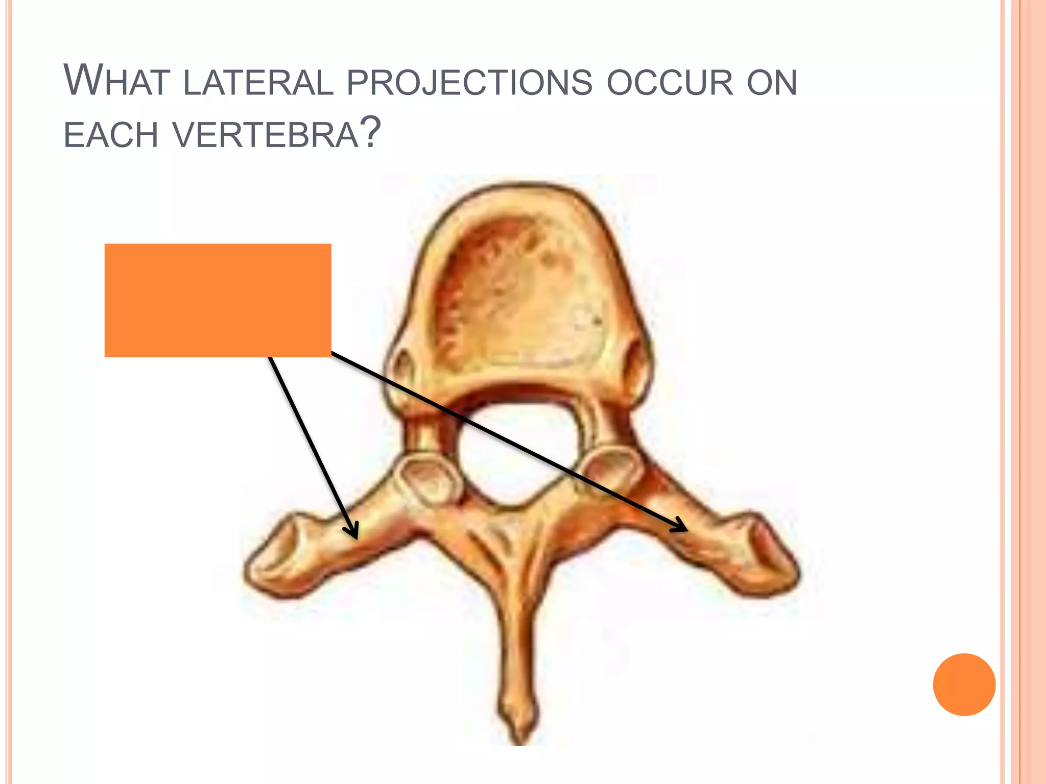 What lateral projections occur on each vertebra?Transverse Process