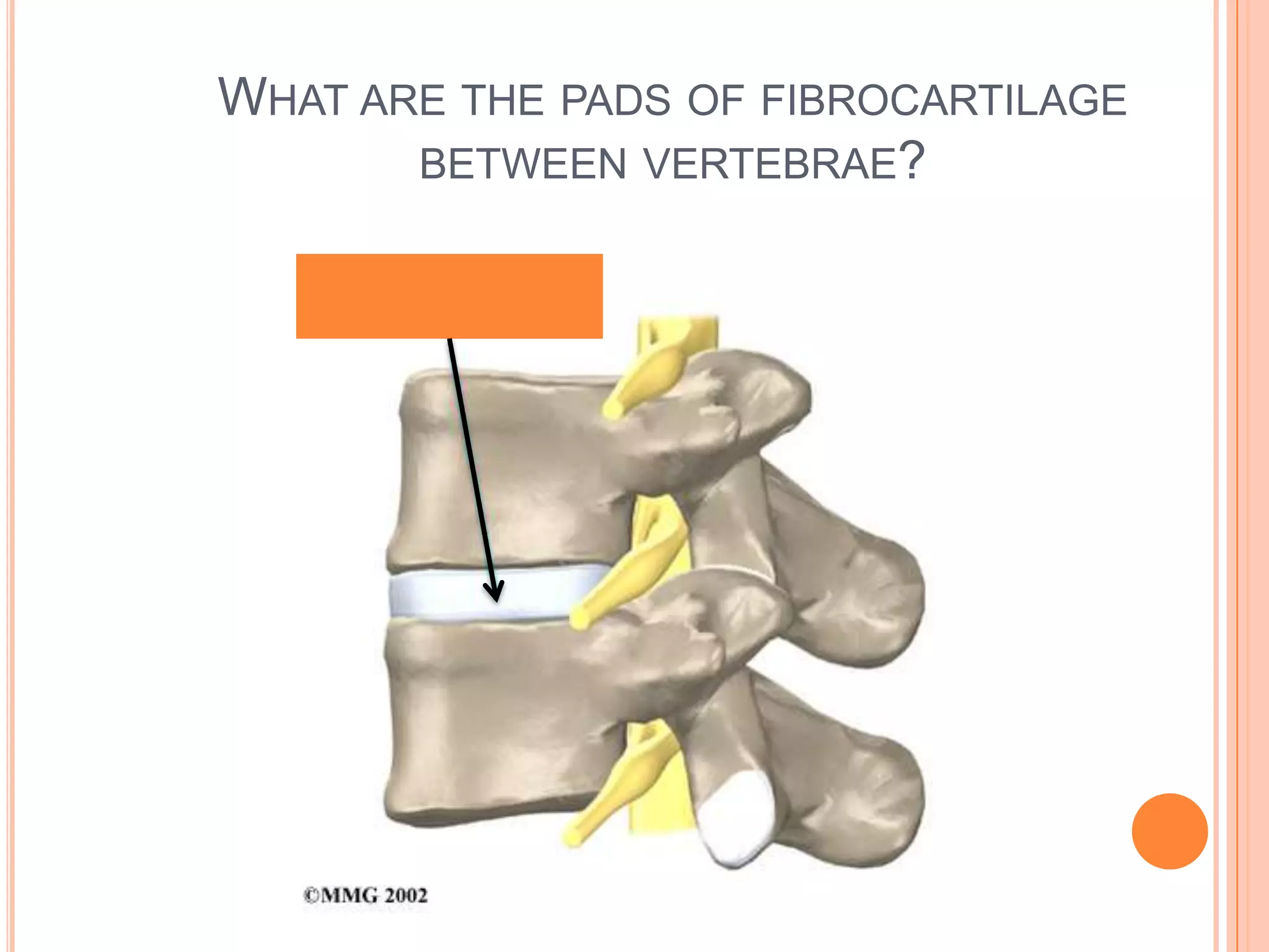 What are the pads of fibrocartilage between vertebrae?