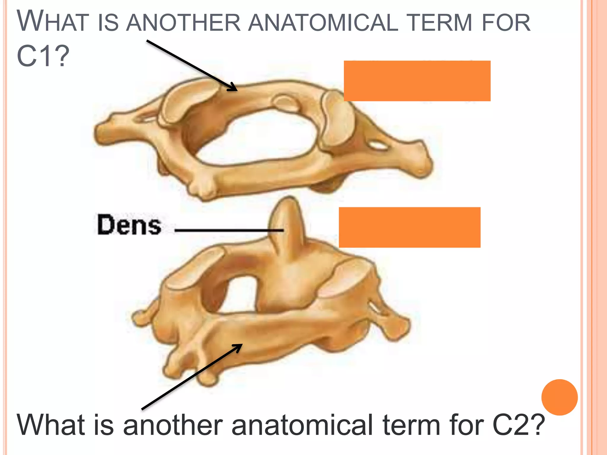 What is another anatomical term for C1?What is another anatomical term for C2?