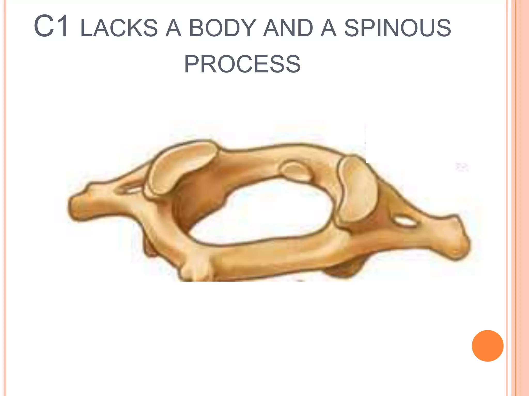 C1 lacks a body and a spinous process