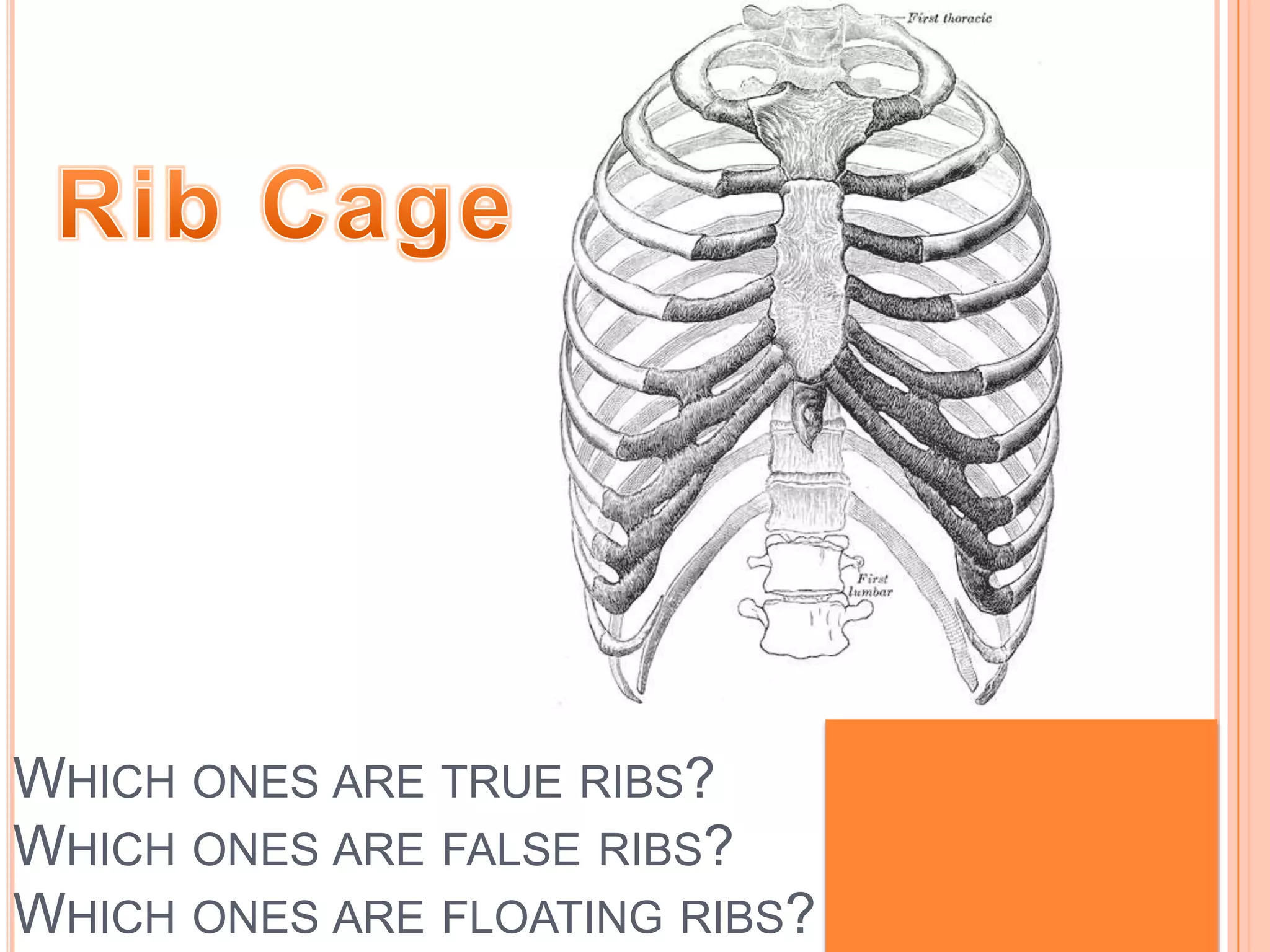 Rib CageWhich ones are true ribs?        Ribs 1-7Which ones are false ribs?       Ribs 8-12Which ones are floating ribs?   Ribs 11-12