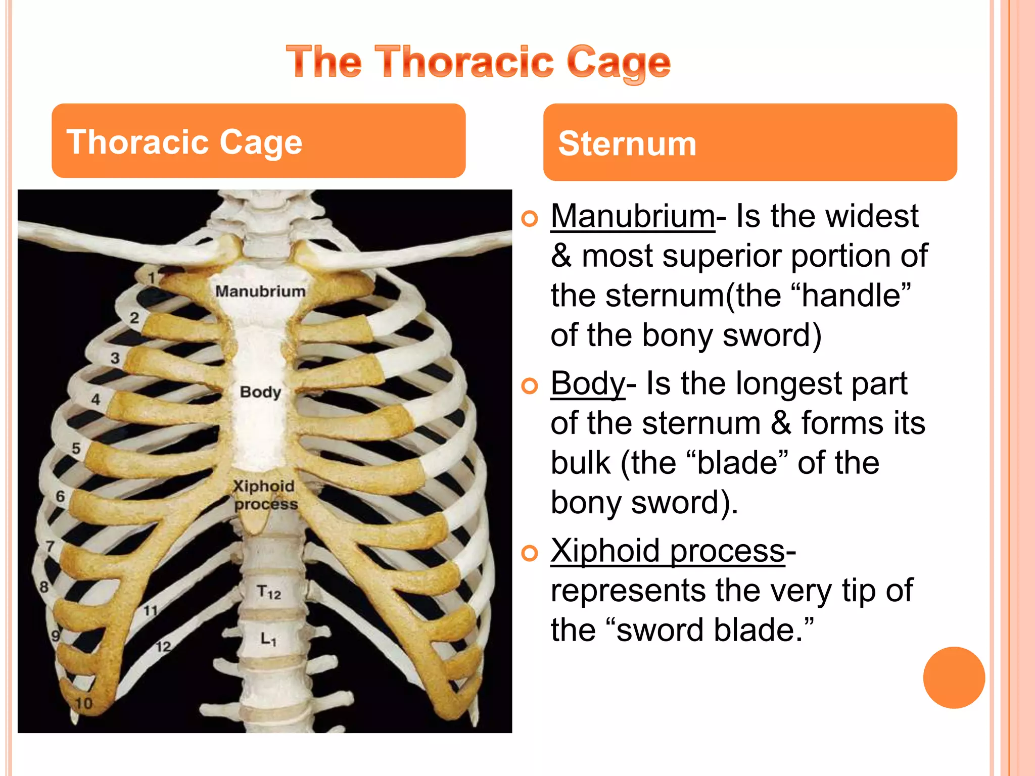 The Thoracic CageThoracic CageSternumManubrium- Is the widest & most superior portion of the sternum(the “handle” of the bony sword)Body- Is the longest part of the sternum & forms its bulk (the “blade” of the bony sword). Xiphoid process-represents the very tip of the “sword blade.” 