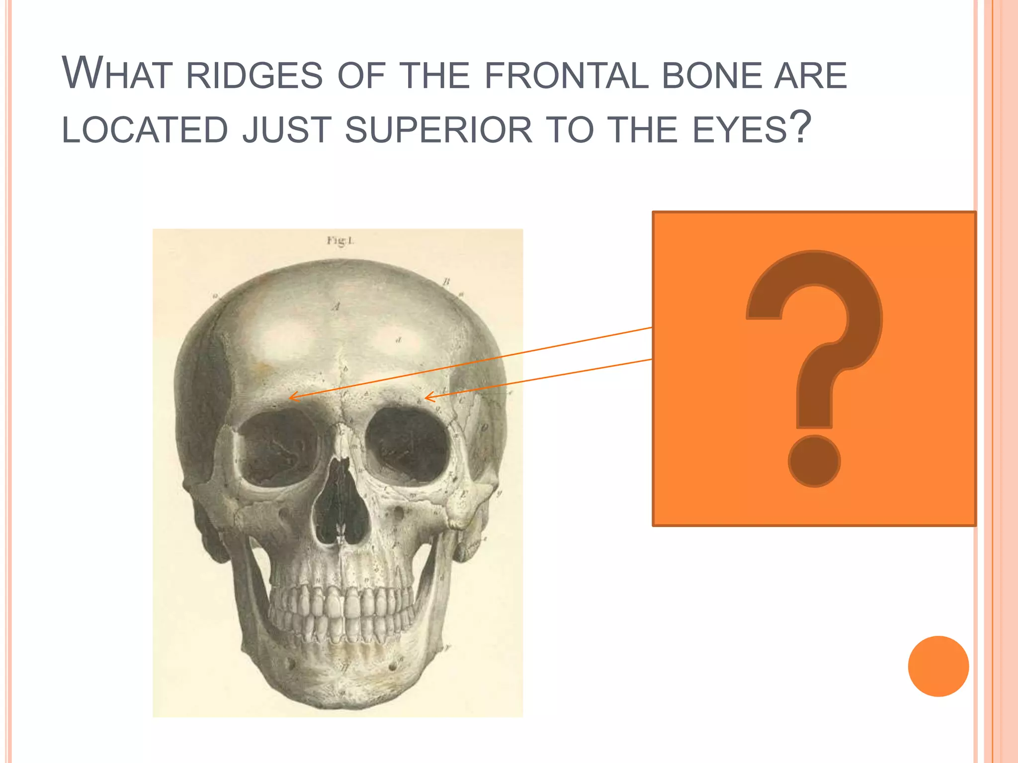 What ridges of the frontal bone are located just superior to the eyes?Superciliary arches