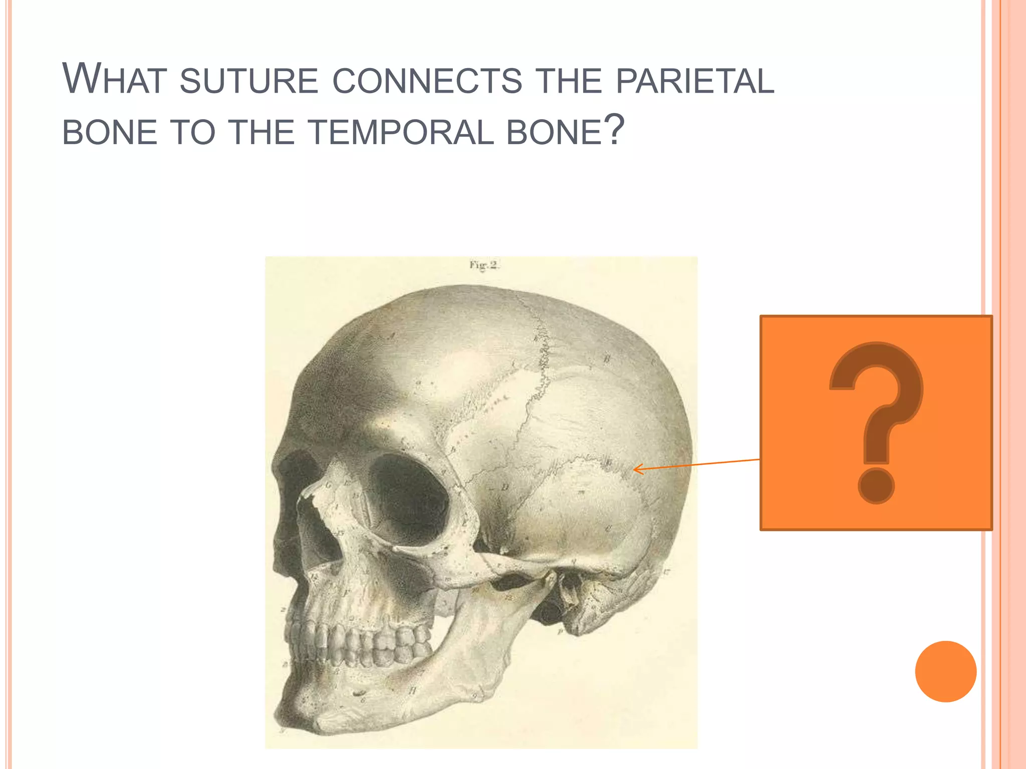 What suture connects the parietal bone to the temporal bone?Squamous suture