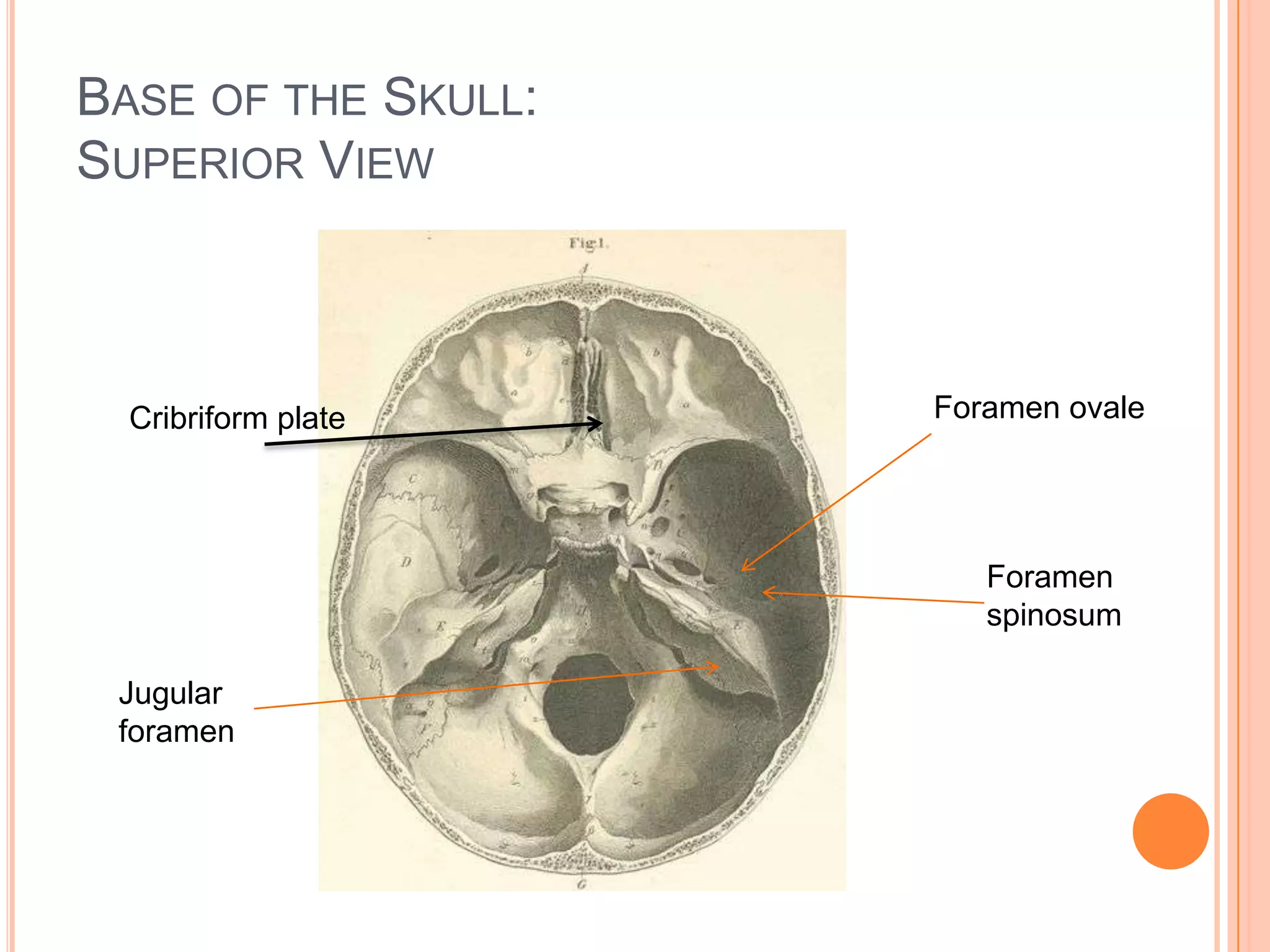 Base of the Skull:Superior ViewForamen ovaleCribriform plateForamen spinosumJugular foramen